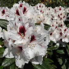 Rhododendron Hachmanns Picobello