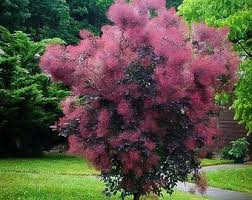 Cotinus cog. Royal Purple