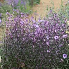 Verbena Bampton