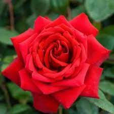 ROSA Loving Memory Hybrid Tea