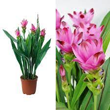 Summer Tulip Curcuma alis. Siam Splash  (17cm Pot)