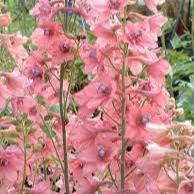 DELPHINIUM ruysii Pink Sensation