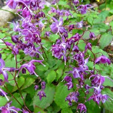 Epimedium gr. Lilafee