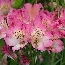 ALSTROEMERIA sp. Summer Chic