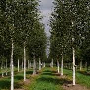 Betula Utilis  Jacquemontii std 10-12