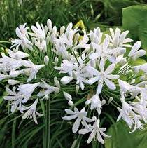 AGAPANTHUS White Heaven