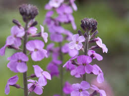 ERYSIMUM Bowles Mauve PN/RH/KR