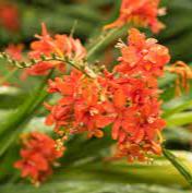 CROCOSMIA Princess