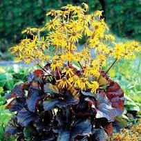 LIGULARIA Pandora