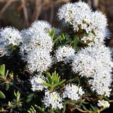 Rhododendron groenl.  Compactum