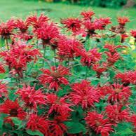 Monarda didyma Cambridge Scarlet