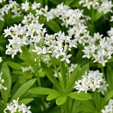 GALIUM odoratum