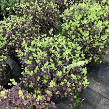 Pittsporum Tom Thumb