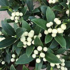 Skimmia jap. fructo alba