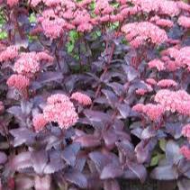 SEDUM Jose Aubergine