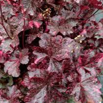 HEUCHERA Midnight Rose