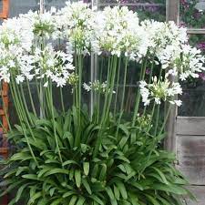 Agapanthus Amourette White