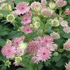 ASTRANTIA maj. Buckland