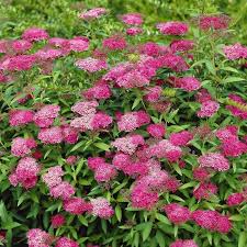 Spirea anthony waters