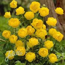 Trollius Lemon Queen