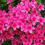 Azalea Silvester