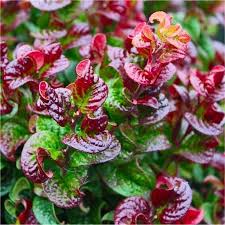 Leucothoe axil. Curly Red  20-30 CM C2