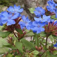 Ceratostigma griffithii  5 Ltr pot