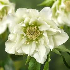 Helleborus orient. DoubleEllen white (14cm Pot)