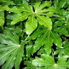 Fatsia japonica