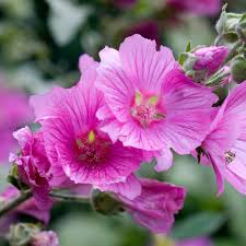 LAVATERA OBLIA ROSEA