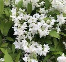 Deutzia Yuki Snowflake