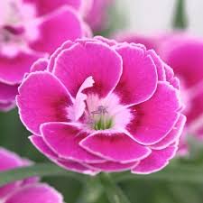 Dianthus Capitan Pink