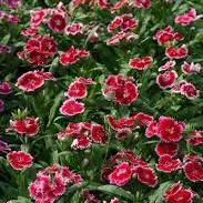 Dianthus chin.