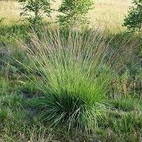 MOLINIA caerulea Torch