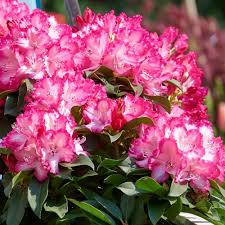 Rhododendron Rhodo XXL Hortinno Garden XXL The Original green 35 - 40 cm