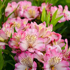 ALSTROEMERIA sp. Summer Break