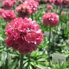 Armeria Dreameria Dreamland