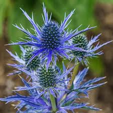 Sea Holly Etyngium Big Blue (2Ltr Pot)