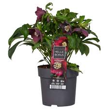 Helleborus orient. Hello Red  P17