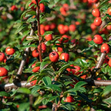 COTONEASTER WINTER JEWEL