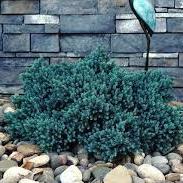 Juniperus squa. Blue Star