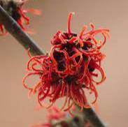 Hamamelis int. Rubin