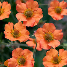 Avens Geum Mix (2Ltr Pot)