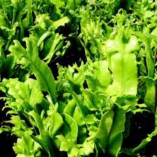 Asplenium-Scoopendrium-Cristata-Plant