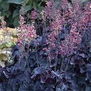 Coral-Bells-(Heuchera-Black-Forest-Cake)-Plant-1