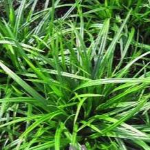 Carex Irish Green 2 Ltr pot