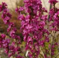 Daphne mezereum Rubra  60-70 CM C5