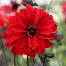 DAHLIA Bishop of Llandaff