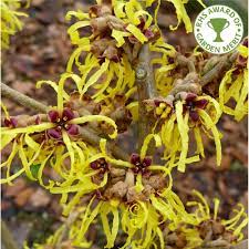 Hamamelis int. Pallida