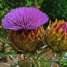 CYNARA cardunculus 4lt